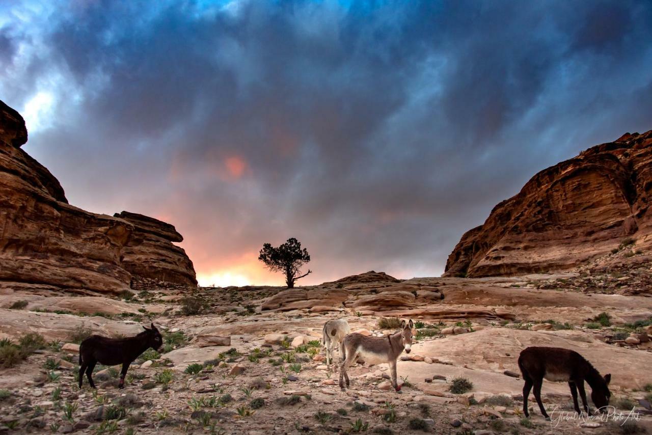 Bedouin Pink Ecohouse Wadi Musa Exterior foto